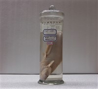 藏品(鯰魚)的圖片